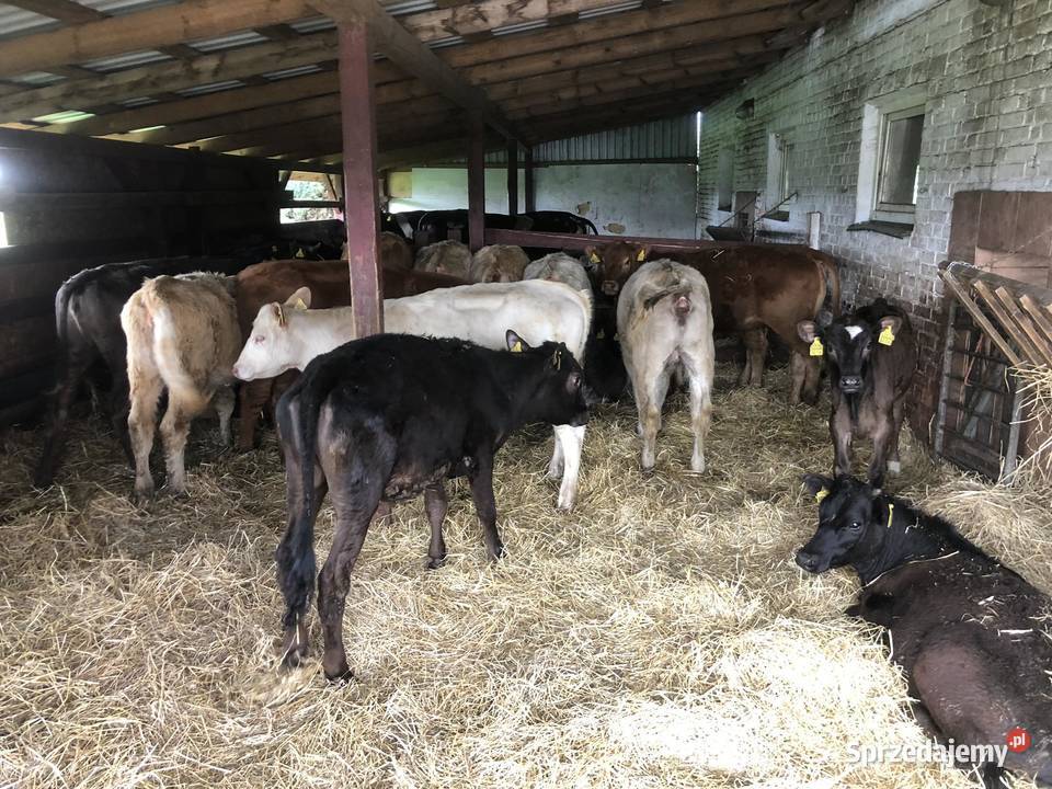 BYKI I JAŁOWKI MESNE Werówka sprzedam