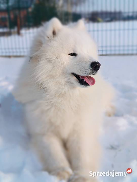 Samoyed piesek 11 miesięcy mazowieckie Olszówka