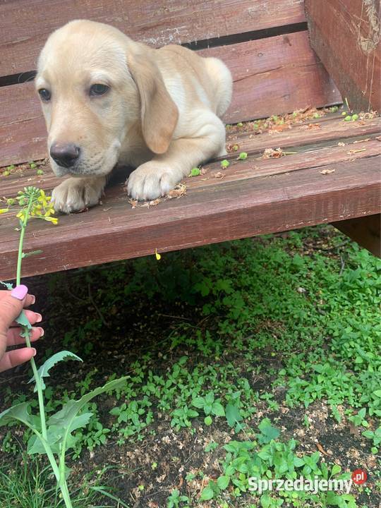 Labrador biszkoptowa suczka mazowieckie Stare Polesie