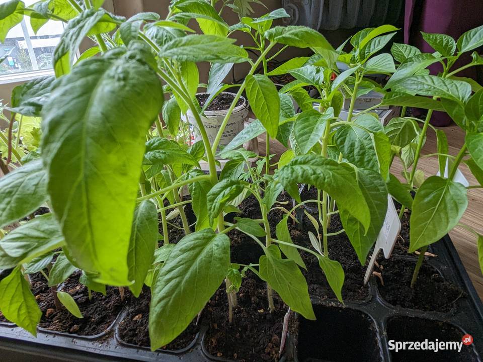 Kwiat Ślaz Różowykwiaty Nasiona kolekcjonerskie