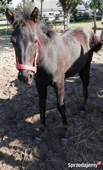 Sprzedam konia huculskiego ogierek wnuk Jaśmina wielkopolskie