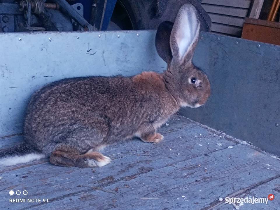 Samczyk Belg Kuczbork-Wieś