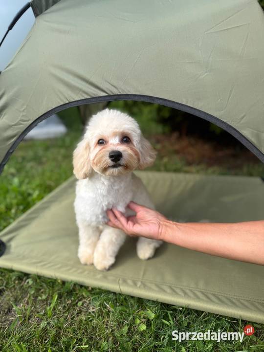 Śliczny chłopak maltipoo Gózd