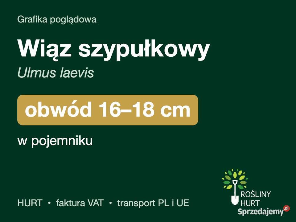 Wiąz szypułkowy Ulmus laevis obwód 1618 w
