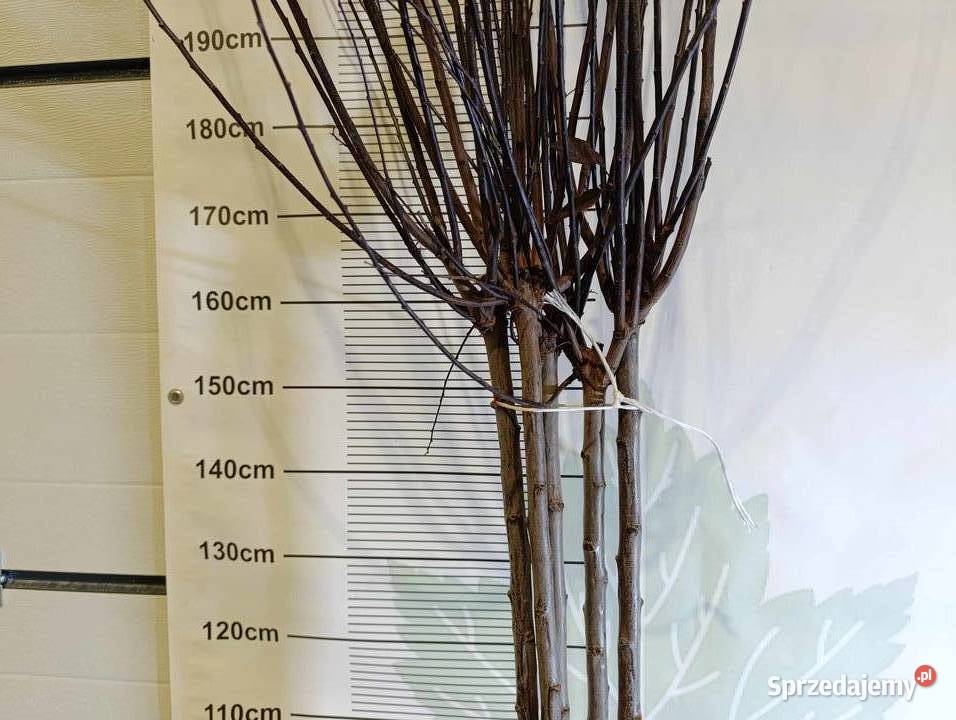 Śliwa wiśniowaPrunus cerasifera Pissardii Końskowola