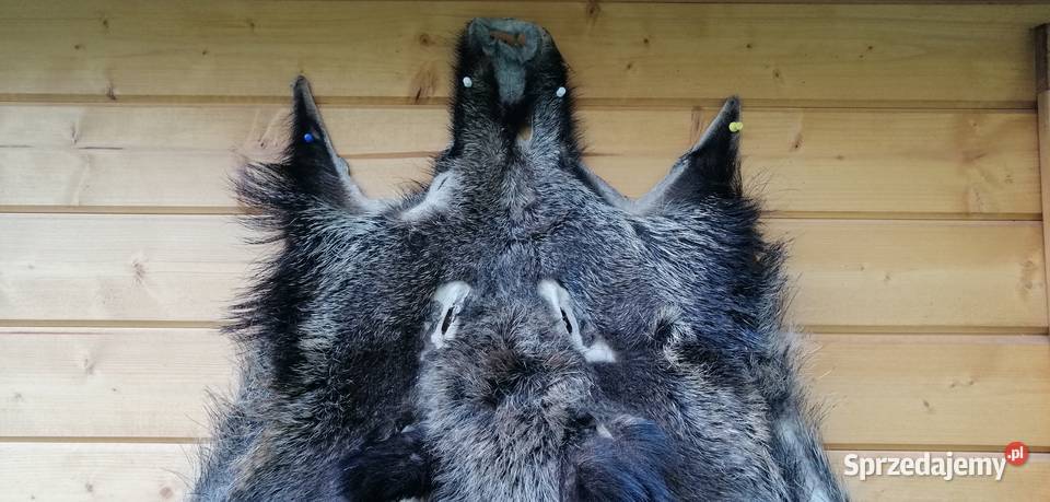 Skóra wielkiego dzika wielokolorowy Hajnówka sprzedam