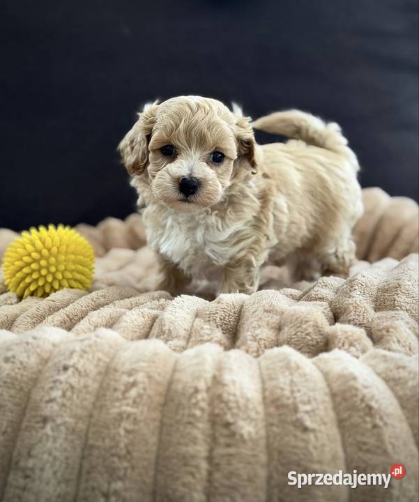Maltipoo piękny chłopiec Maltańczyk Wadowice