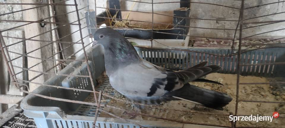 Sprzedam gołębie Mikołajewskie Ptaki lubelskie Tokarówka