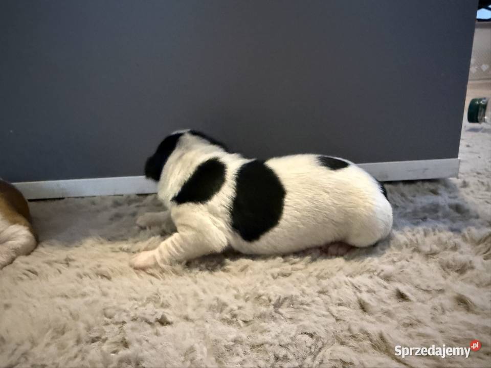Jack Russell terrier szczeniak suczka