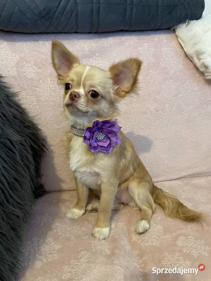 Śliczna sunia Chihuahua długowłosa Trzebnica