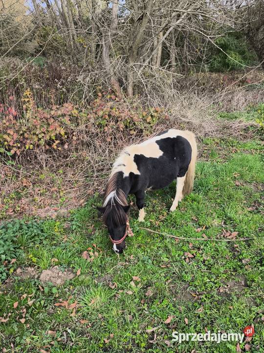 Kucyki matka i córka podkarpackie Gawłuszowice