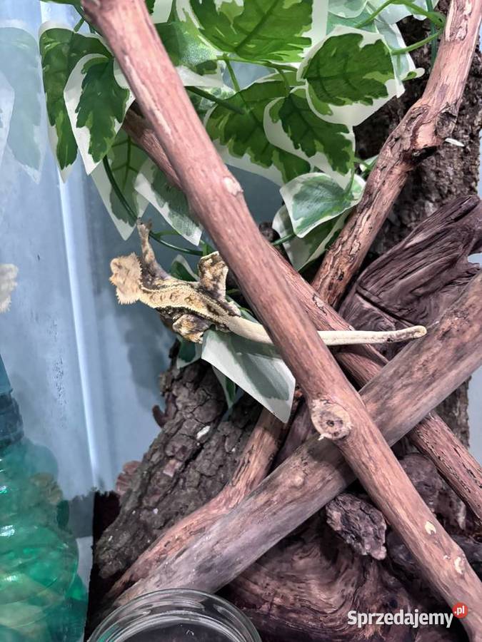 Gekon orzęsiony 2 letni samiec z całym terrarium