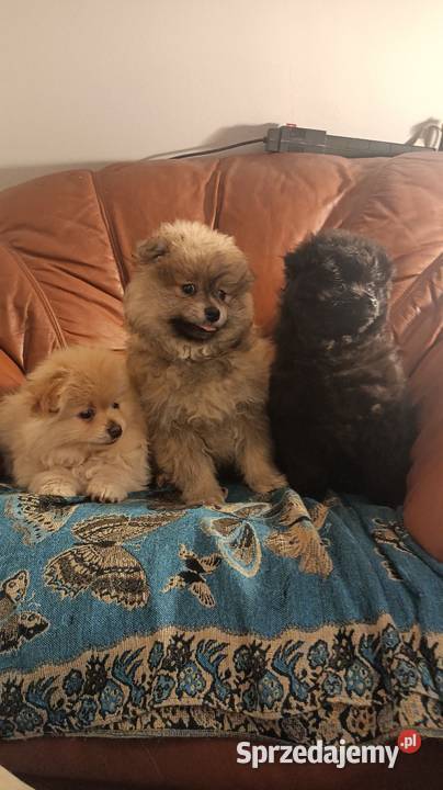 Pomeranki łódzkie Rawa Mazowiecka sprzedam