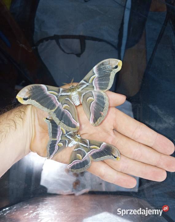 Kokony i gąsienicę motyli Actias Luna jedwabnika Pozostałe Kałuszyn sprzedam