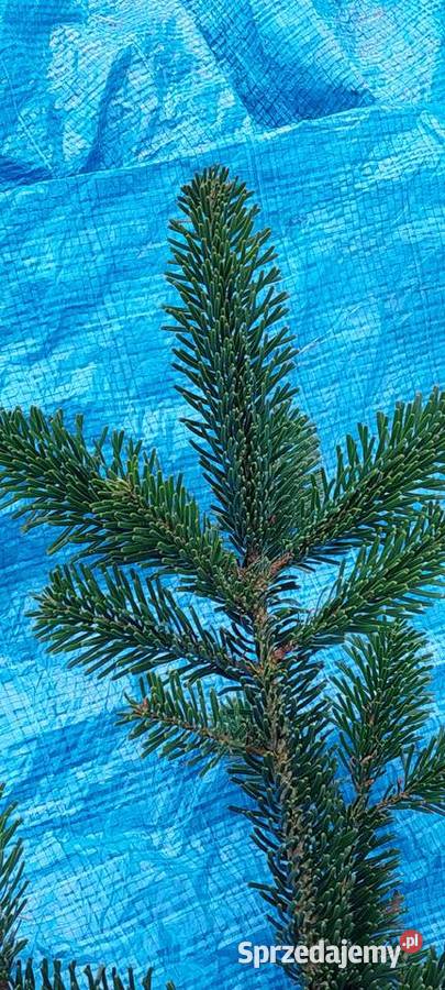 Stroisz gełęzie jodłą kaukaska Mazowieckie Osuchów sprzedam