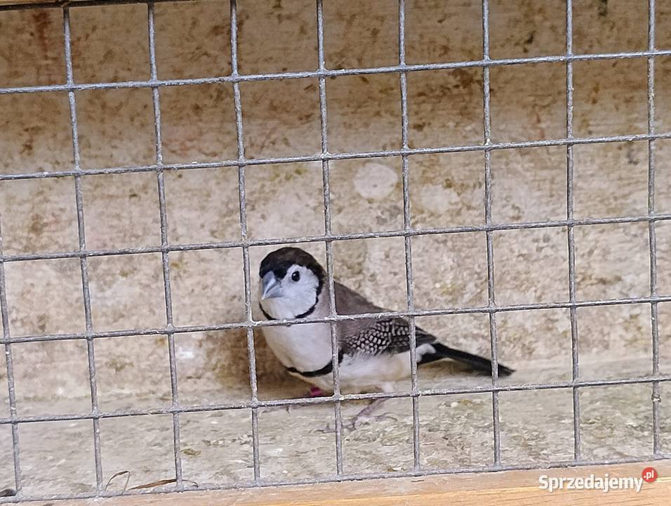 Amadyna Kratoskrzydła Blachownia