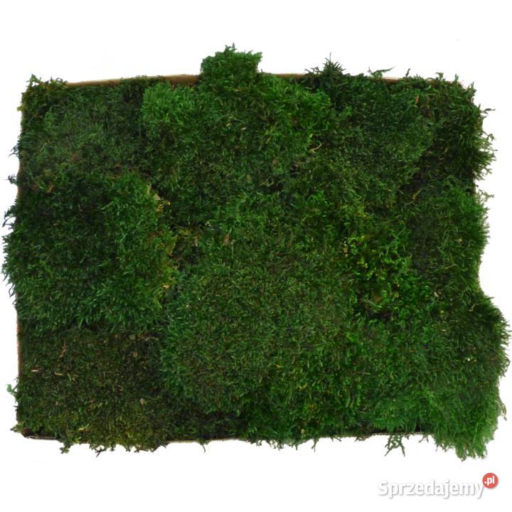 Mech Płaski PREMIUM Natural Green Karton 600g