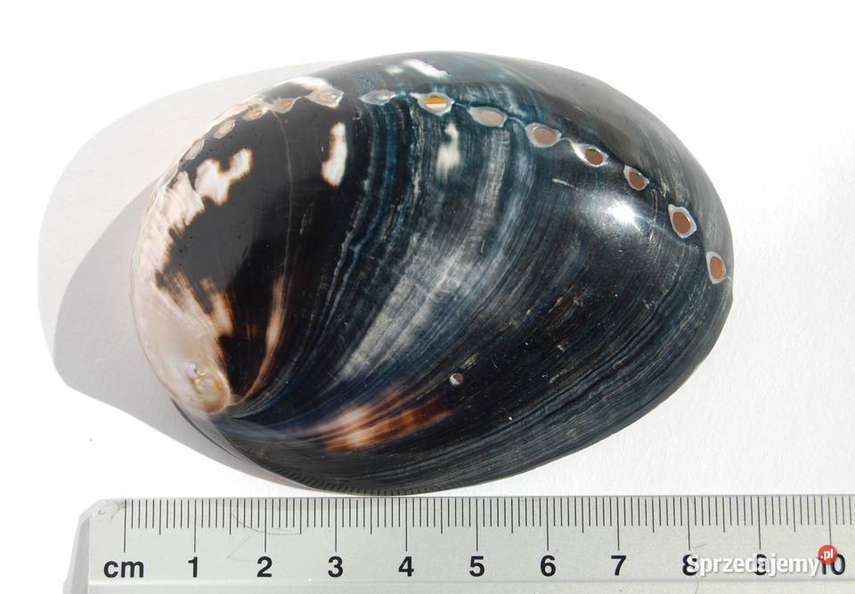 Muszla morska abalone paua polerowana 86 Lublin