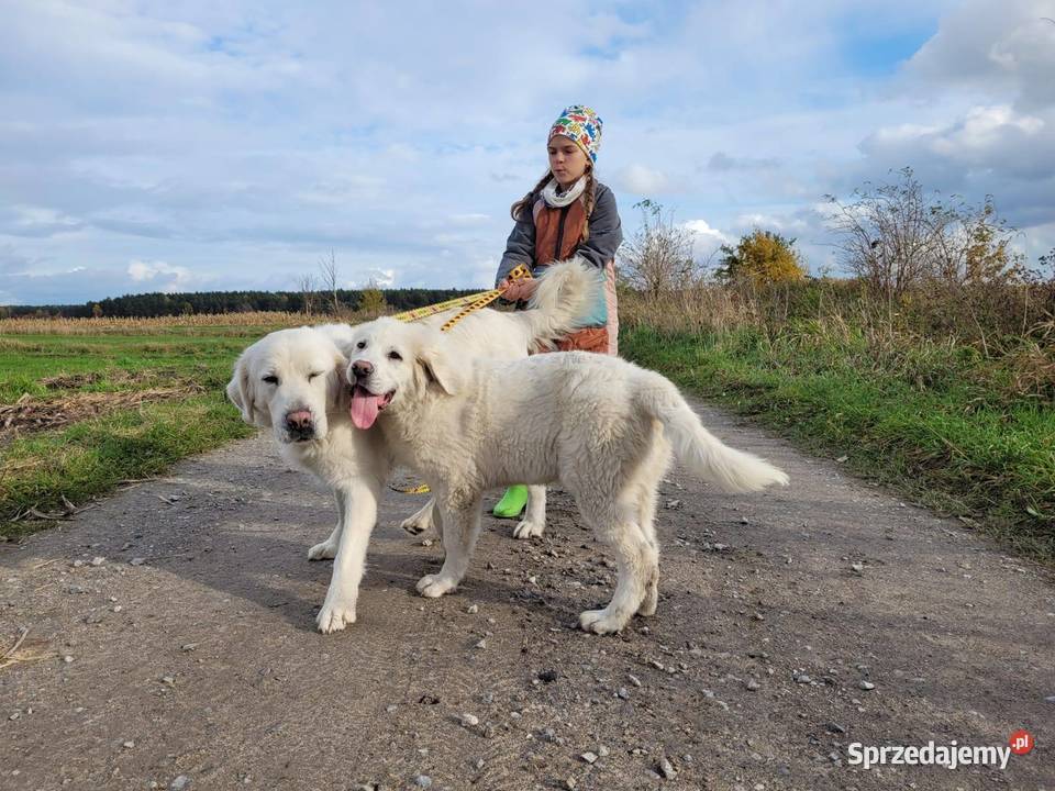 OWCZAREK PODHALAŃSKI Łuków