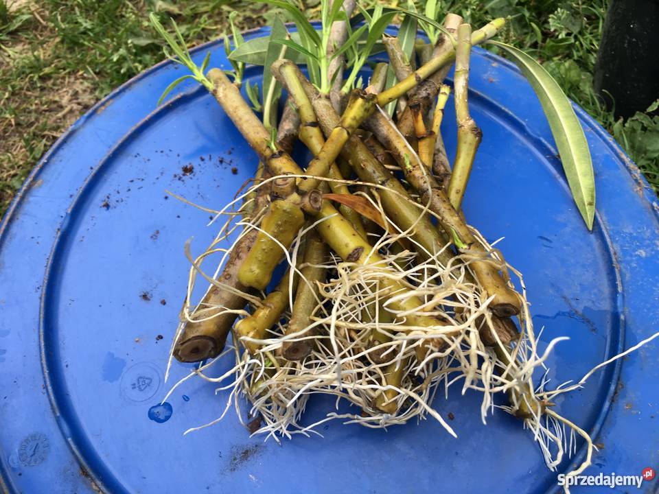 Gałązki oleandrów do ukorzenienia