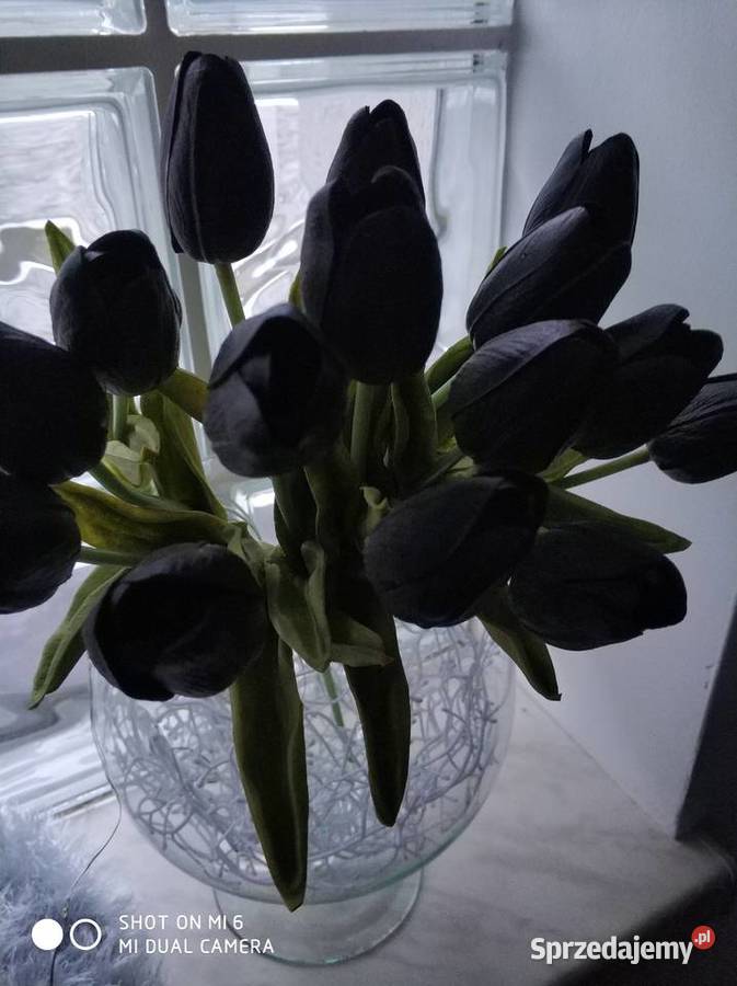 Tulipany lateksowe czarny podkarpackie sprzedam