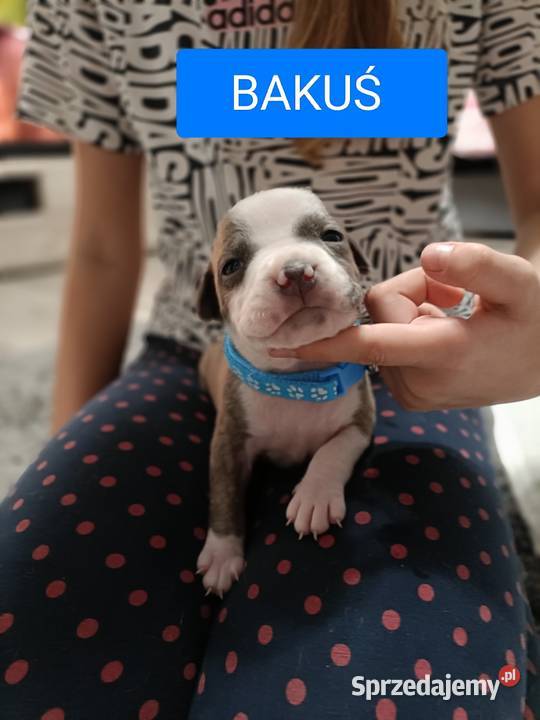 Szczenięta amstaff rodowód Wyszków