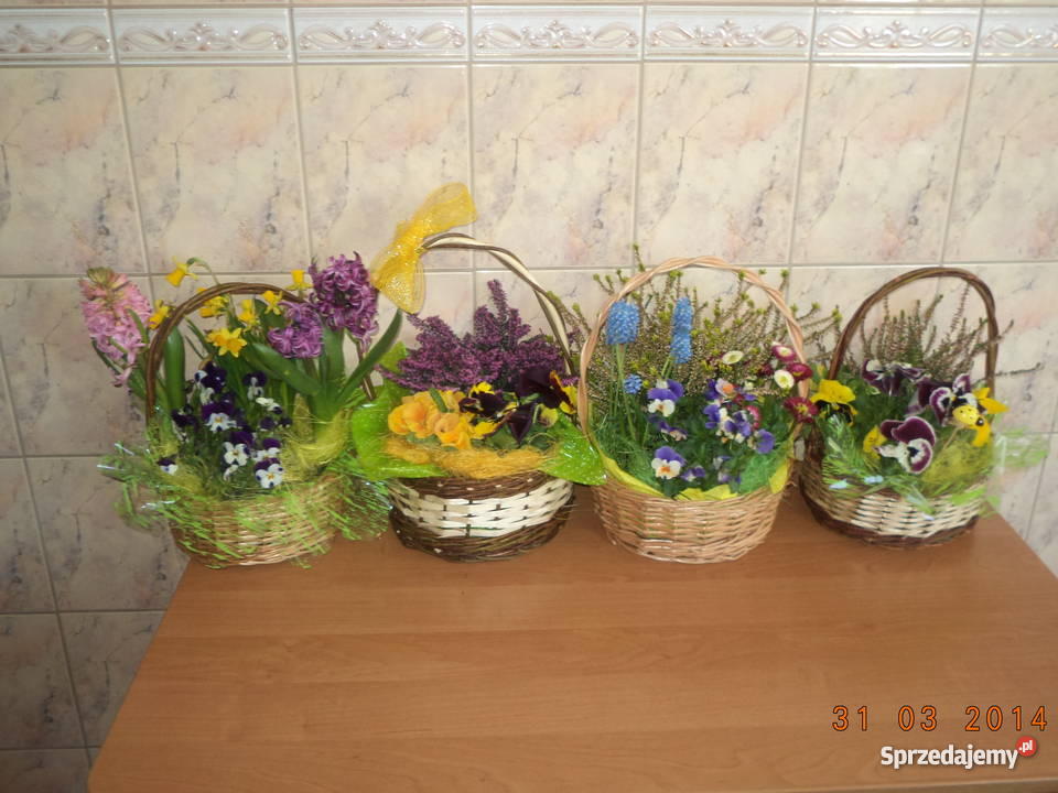 bratki małopolskie Kraków