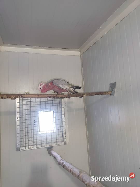 Kadadu Różowe samica 2025 Pszczyna