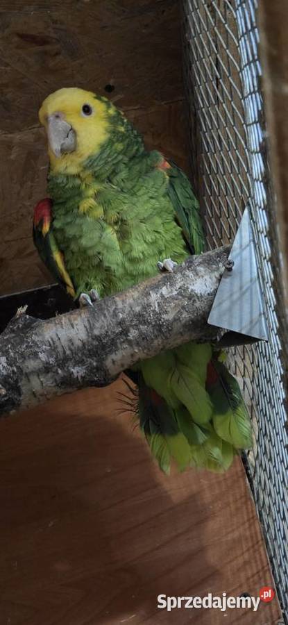 Sprzedam Amazonki Oratriksy Ptaki Zakopane