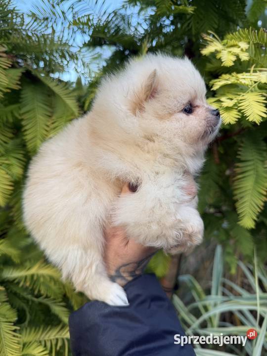 Szpic miniaturowy Pomeranian