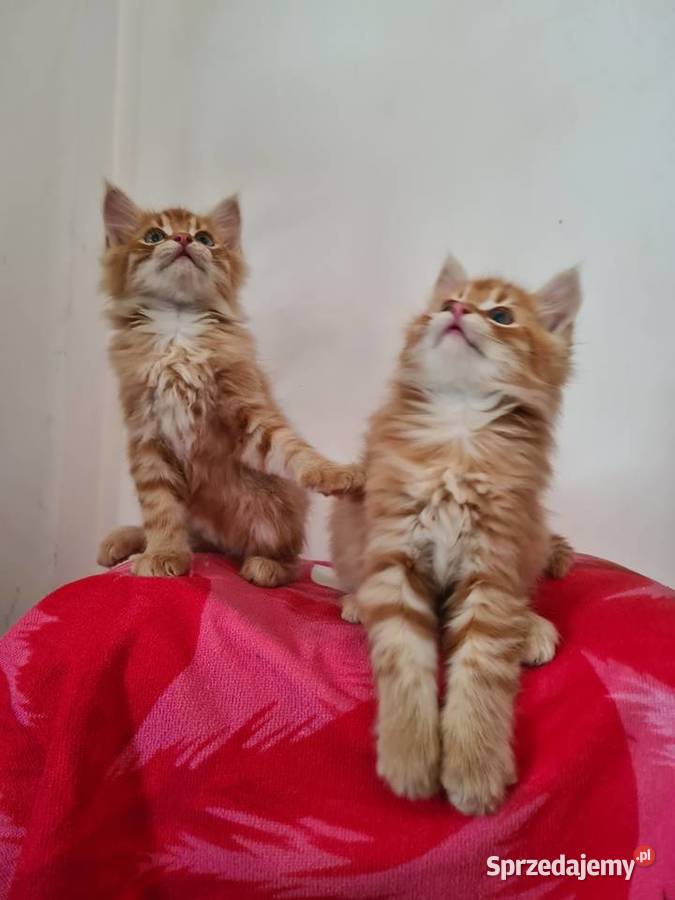 Maine Coon Drygulec