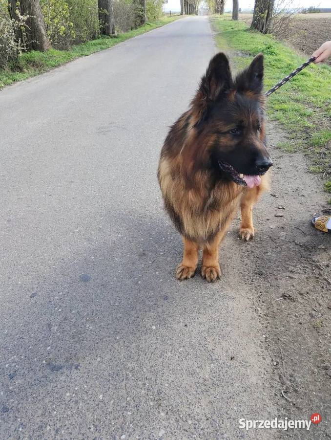 Owczarek niemiecki długowłosy szczenię kujawsko-pomorskie Dąbrowa Chełmińska