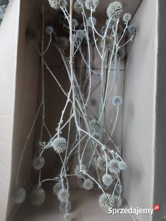 Gałązki kulki ostu Kraśnik