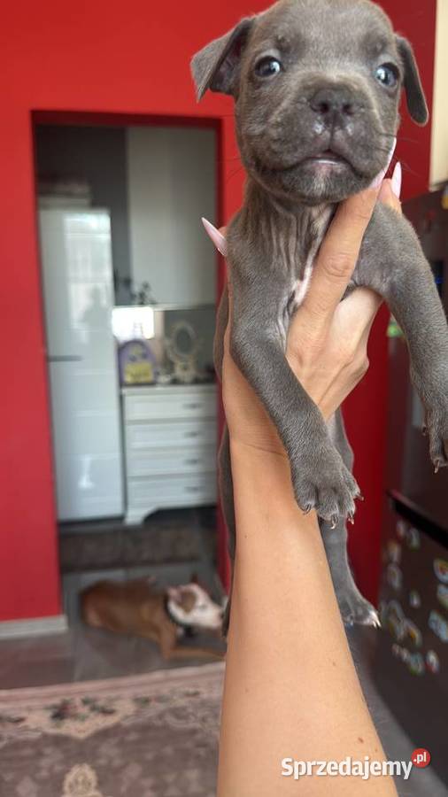 Piękne amstaffy blue mazowieckie Radom