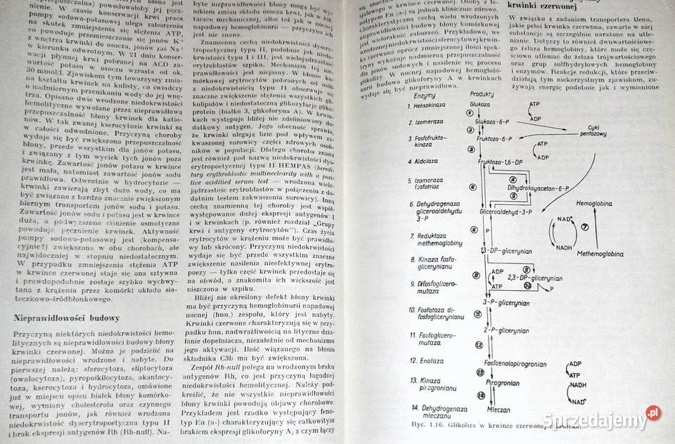 Nauka o chorobach wewnętrznych Tom 7 Witold