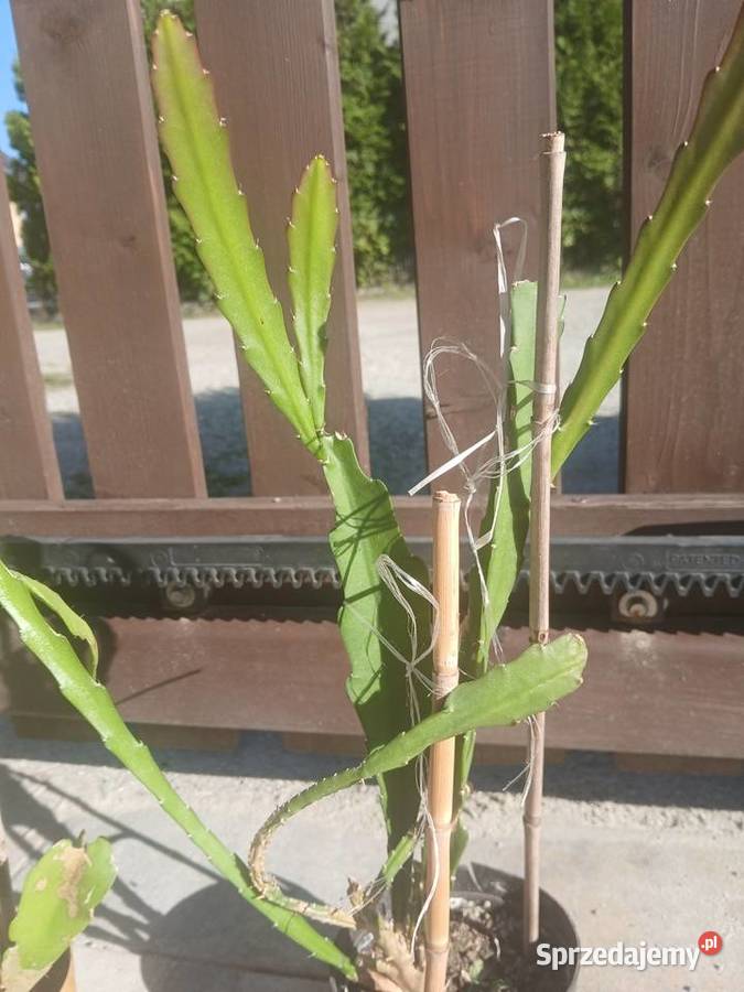 Epiphyllum epifilum kaktus kwitnie na czerwono Nowy Sącz