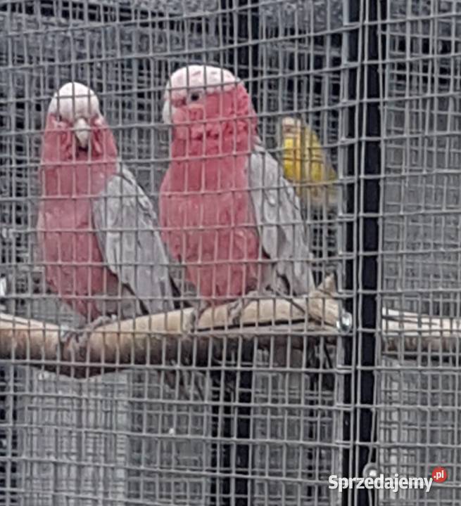 Kakadu Różowe para