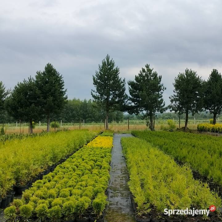 Tuja Smaragd Brabant Danica i inne Jelitów