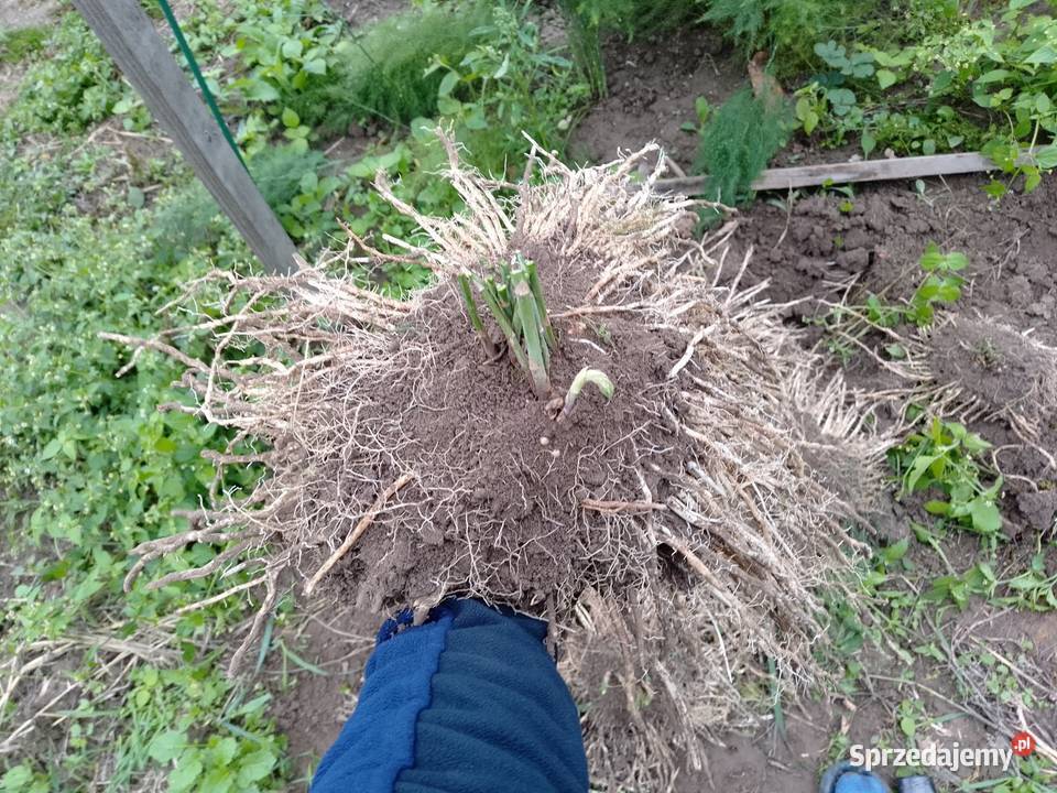 Szparagi karpy szparagów małopolskie sprzedam