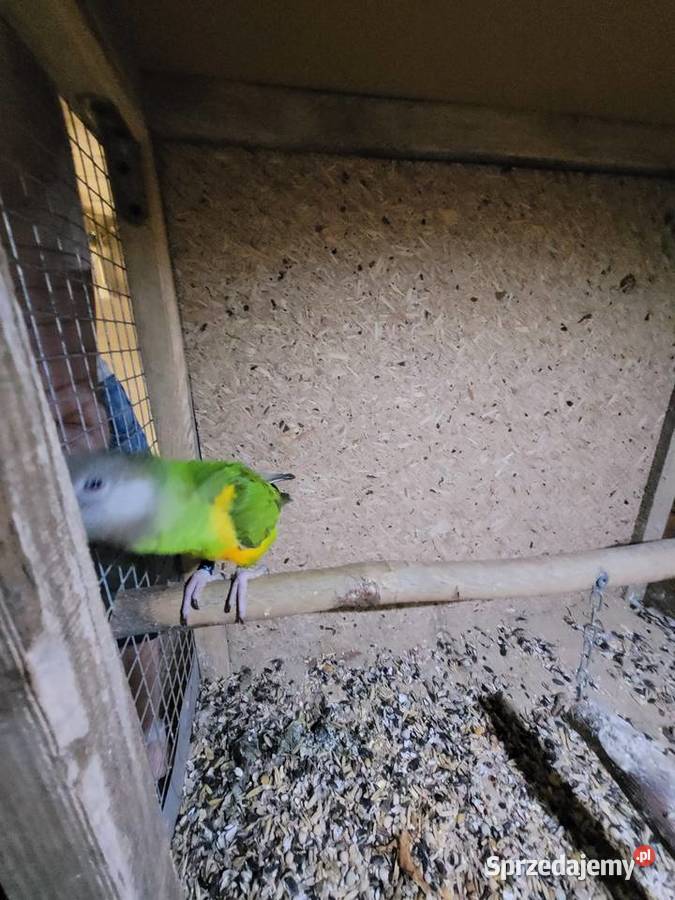 Afrykanka żółtobrzucha senegalka 2023r samica Ulanica