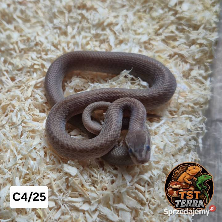 Młode węże zbożowe Starachowice