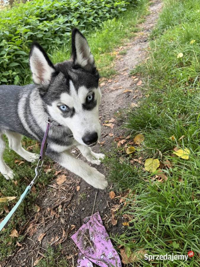 Szczeniak husky syberian Legnica