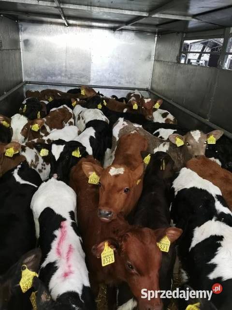 Byczki różnych ras Bydło mazowieckie Legionowo