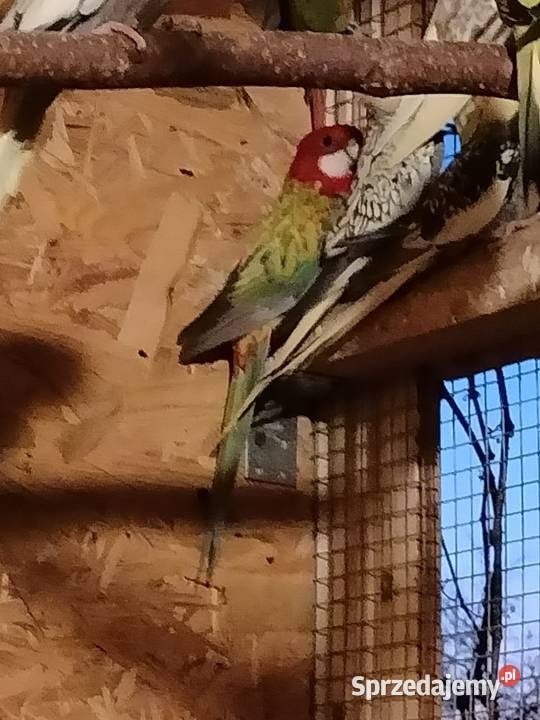 Para lęgowa rozelli bialolicej