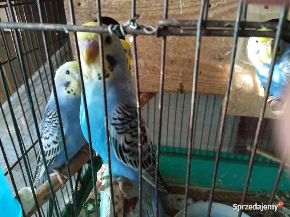 Papużki faliste dwumiesięczne i starsze sprzedam Kraków