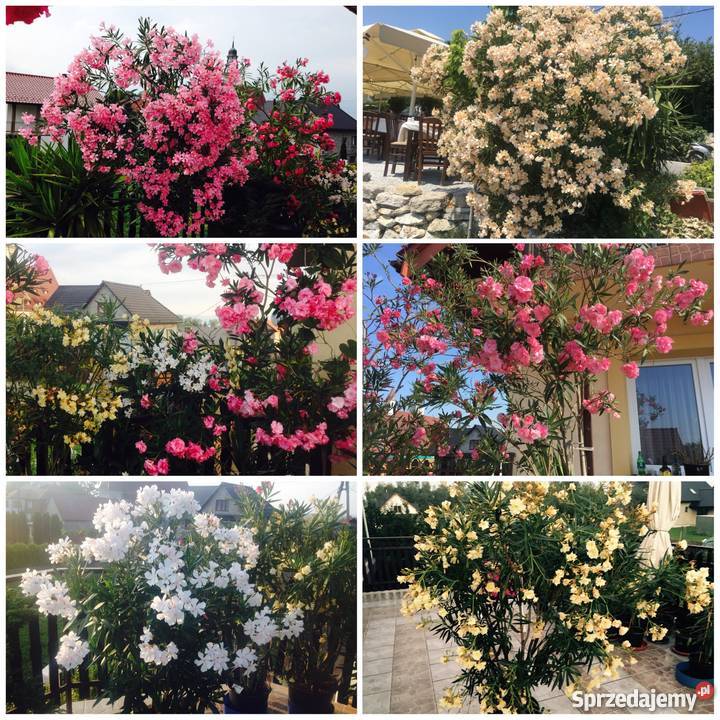 Oleander biały pachnący pełny na imieniny