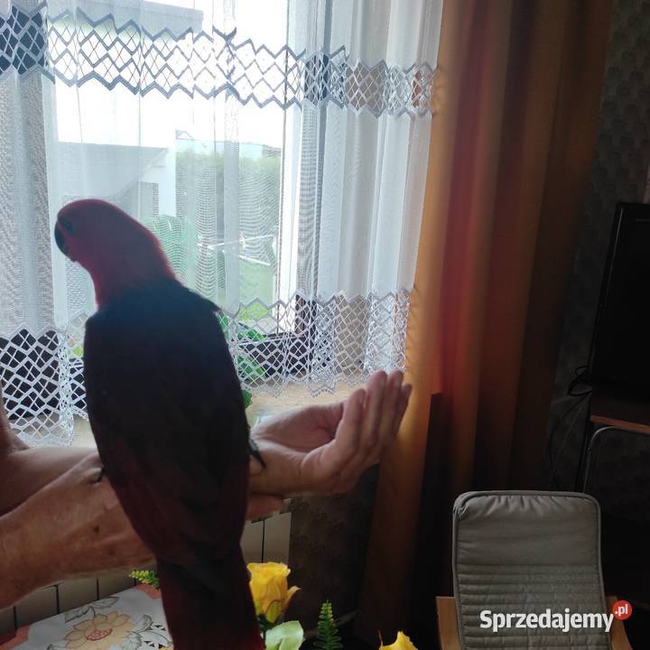 Papuga papugi ręcznie wykarmione Orzesze