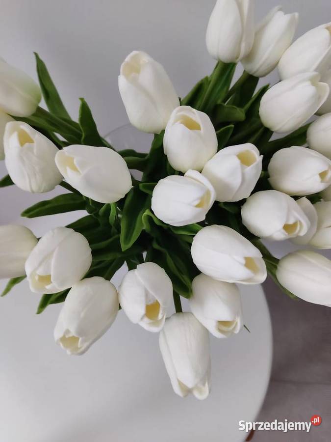 Tulipany białe czarnej Dębica