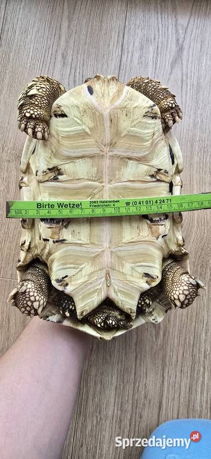 Żółw lamparci lądowy Lębork