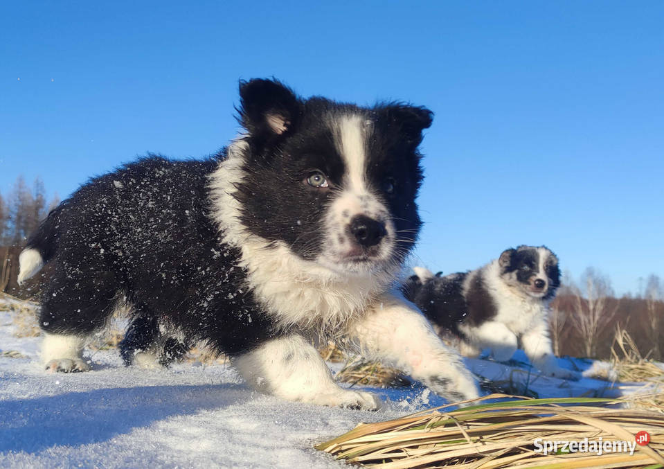 Piękny Rasowy Pies Border Collie z pełną dok Iwonicz